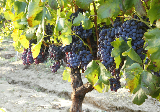 Biocarburanti: fino a 400 litri da una tonnellata di vinacce di Cabernet e Sauvignon Biocarburanti: fino a 400 litri da una tonnellata di vinacce di Cabernet e Sauvignon