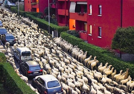 Pecore in strada: a Lecco fanno coda anche per la siepe