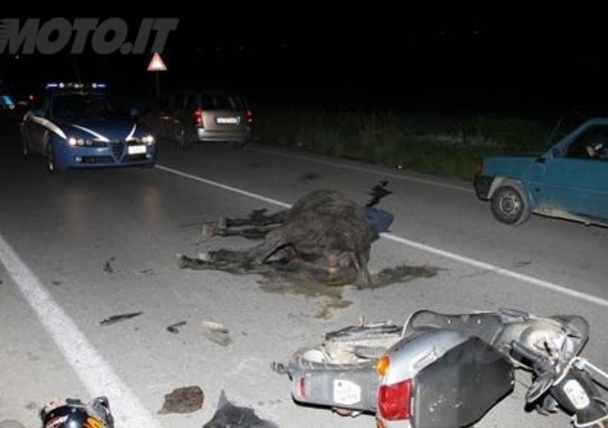 Animali sulle strade: è emergenza Animali sulle strade: è emergenza