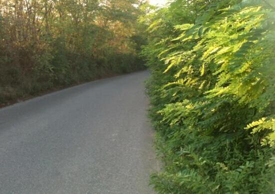 Erba sulle strade: diamoci un taglio! Erba sulle strade: diamoci un taglio!