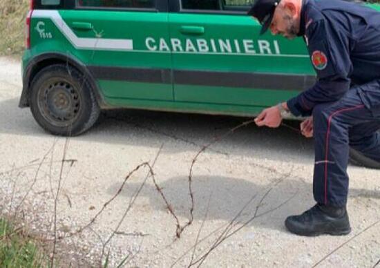 Spoleto: trappole col filo spinato per motociclisti e ciclisti. 65enne denunciato Spoleto: trappole col filo spinato per motociclisti e ciclisti. 65enne denunciato